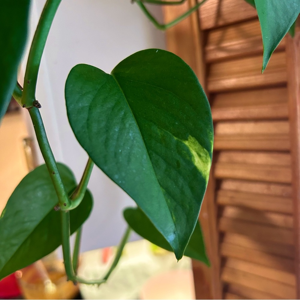 Golden Pothos, plant cutting